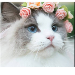 The Cat Wonders