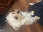 fozzie