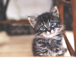 cats fan group!!!!!!!!!!!!!!!!!!!!!!!!!!!