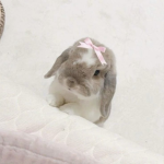 - Ava's bunnies -
