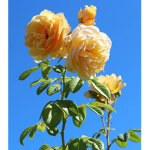 Yellow Roseses