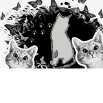 Meowing Catato's