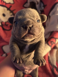 Dog is young