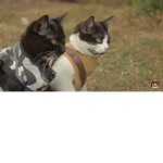 Kittens United!