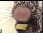 PORCUPINE BANANA!