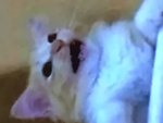 Join this group if u LOVE KITTYS