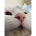 26627363