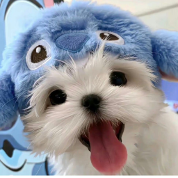 ꒰ᐢ. .ᐢ꒱