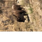 AHHHH RUN IT’S A WILLED BUFFALO