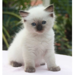Baby kitty club!