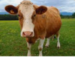 CowClanOriginal