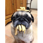 Pugs Club! Group Thumbnail