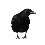 Realistic Bird