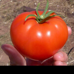 new bunker dev place