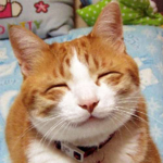 The Cats <3