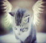 vividzz