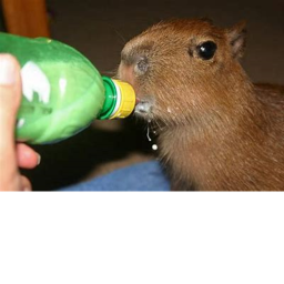 capybara paradise