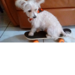 We love pupps