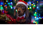 Dogs are king