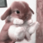 rtbunny_xo