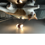 Smug Cats Group