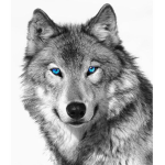 The Crazy Purpie Wolves