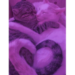 meow!! <3