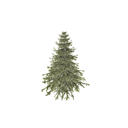 Realistic pine tree