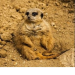 Malicious Lemurs