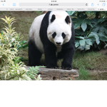 Panda followers ##