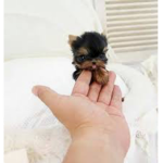 PUPPY LOVESSSSSS
