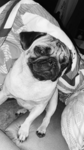 ~ Pugs