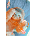 ava’s sloths