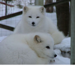 snowfox&water