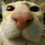 daniyyo
