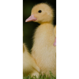 comfort sad ducky