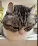 The Оrange Army