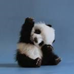 Panda house! >33