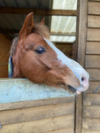 Cheeky chestnuts riding academy