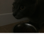 King the cat