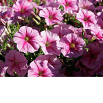 SunShineDayFlowers