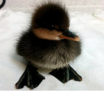 yay ducky