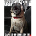 THE STOOPYS PUGS!!!!!