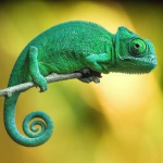 Chameleon friends