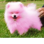 Pink pupper club