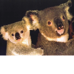 koala buds