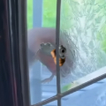FROGGIEE DEVS