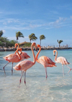 • Flamingo’s •