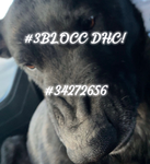 #3Blocc Da Hood Cash