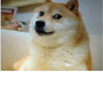 Army of the doges